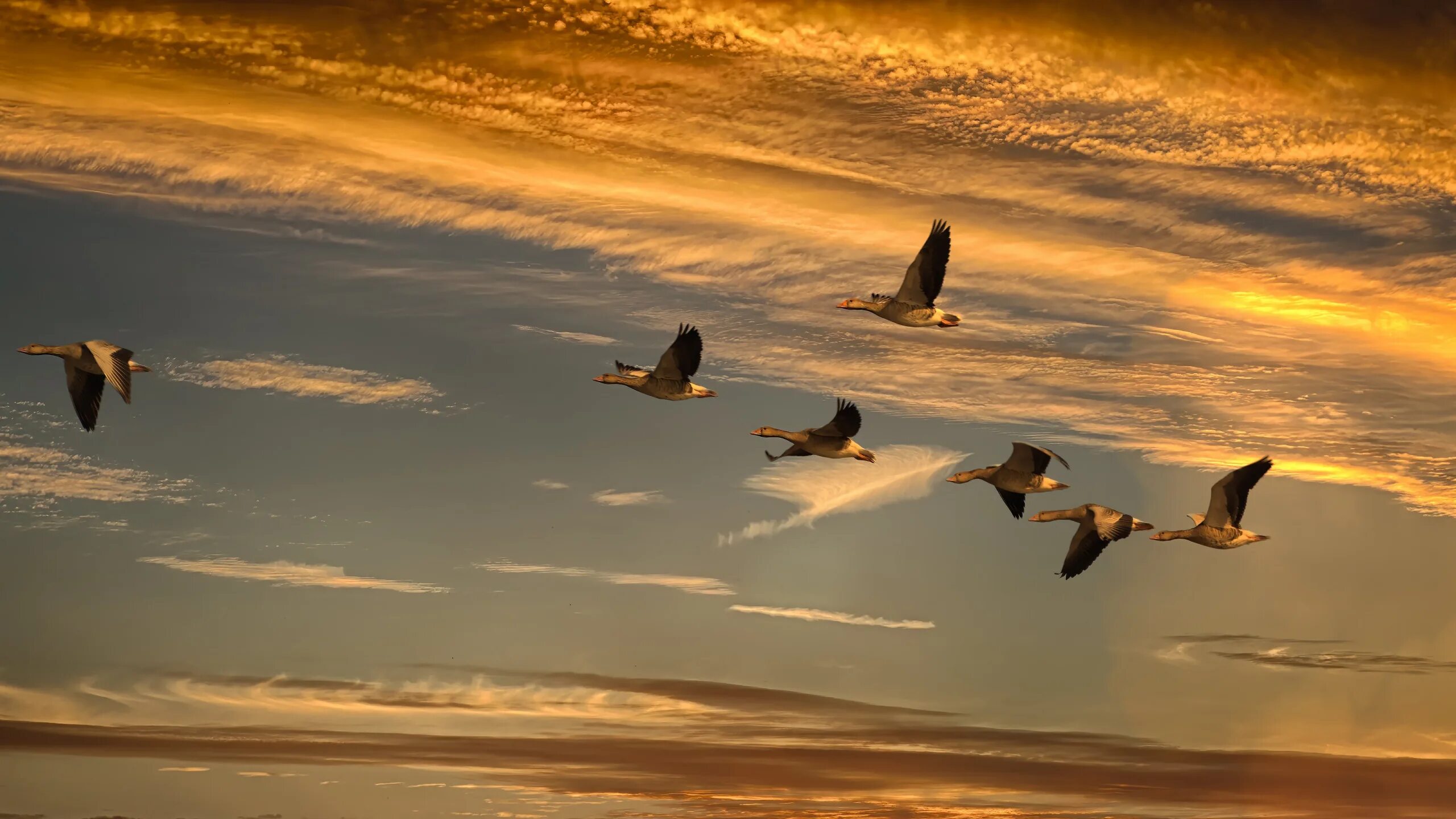 Косяк уток в небе фото Download wallpaper the sky, clouds, light, flight, sunset, birds, pack, geese, s