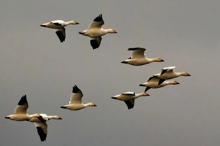 Косяк уток в небе фото Did birds still migrate during ice ages? Snow goose, Bird migration, Bird specie