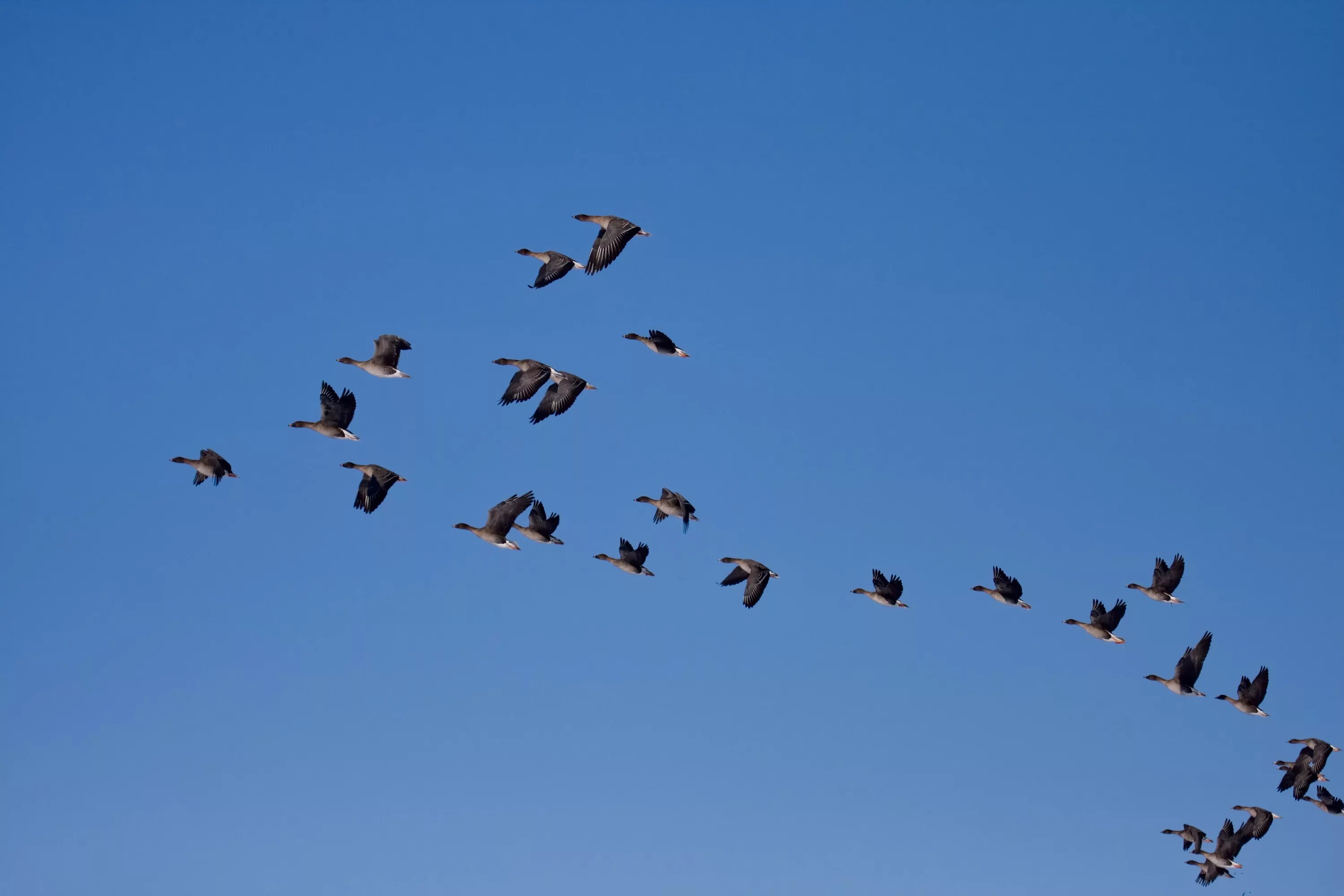 Косяк уток в небе фото File:Tundra bean goose.jpg - Wikipedia