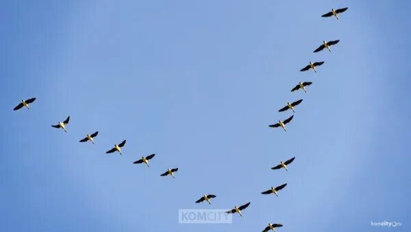 Косяк уток в небе фото Новости Комсомольска-на-Амуре Группа на OK.ru Вступай, читай, общайся в Одноклас