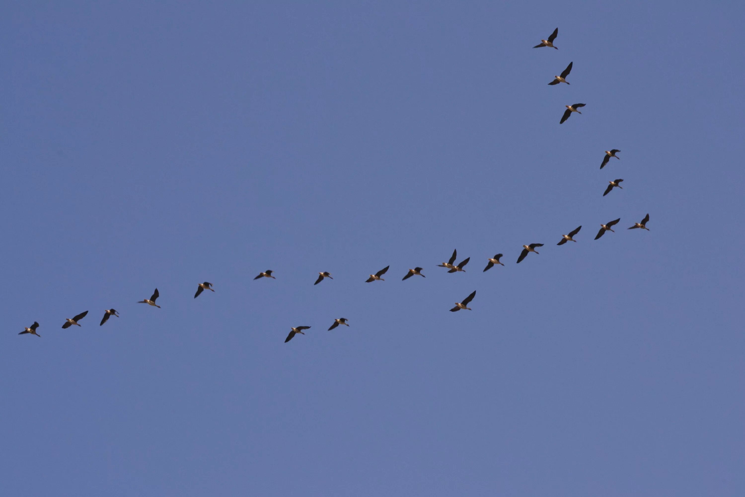 Косяк уток в небе фото Free Images : branch, wing, sky, flock, flying, formation, flight, fauna, birds,