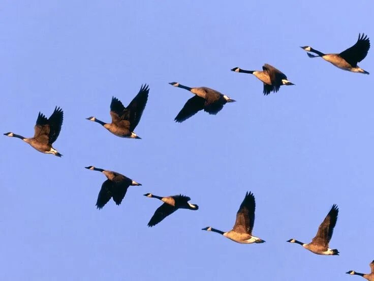 Косяк уток в небе фото Képtalálat a következőre: "vadludak vonulása" Beautiful birds, Beautiful bird wa