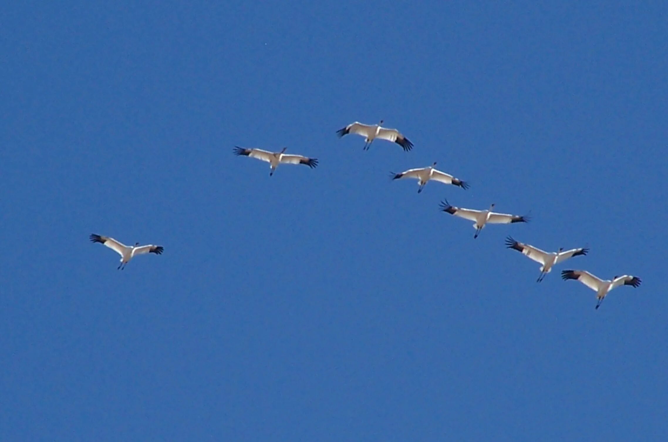 Косяк журавлей в небе фото Datei:Whooping cranes in flight (6001743871).jpg - Wikipedia