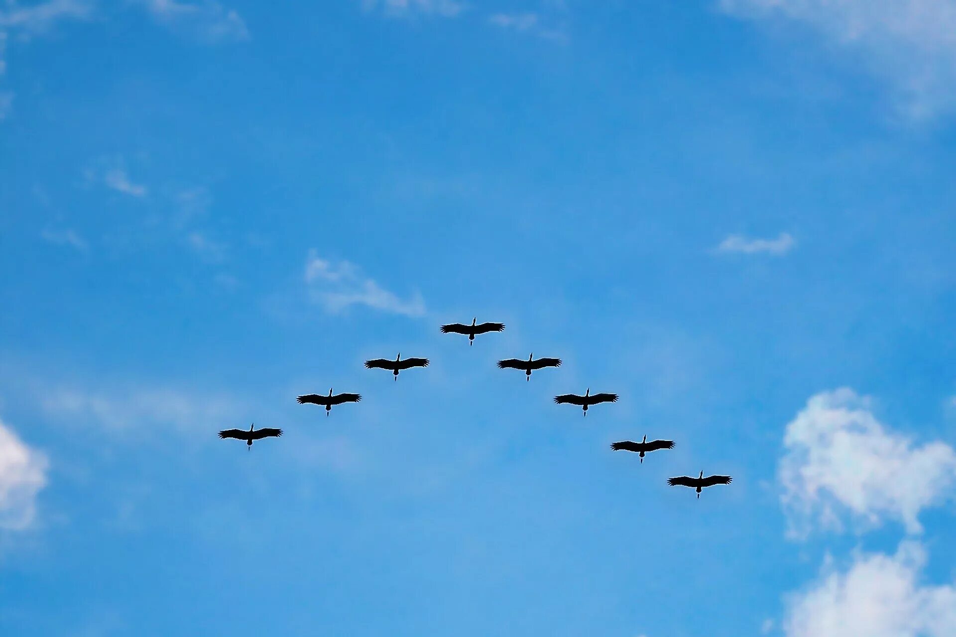 Косяк журавлей в небе фото Conservation of a Central American region is critical for migrating birds
