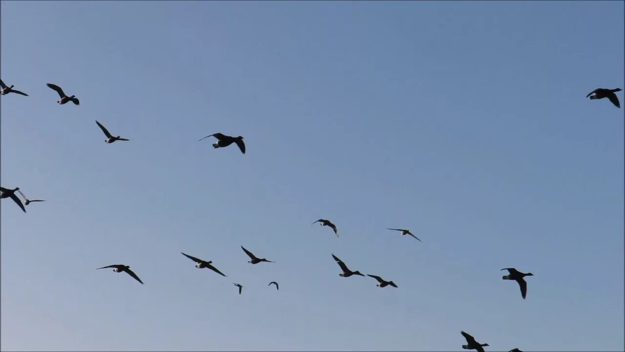 Косяк журавлей в небе фото Brent Geese (Branta bernicla) - YouTube