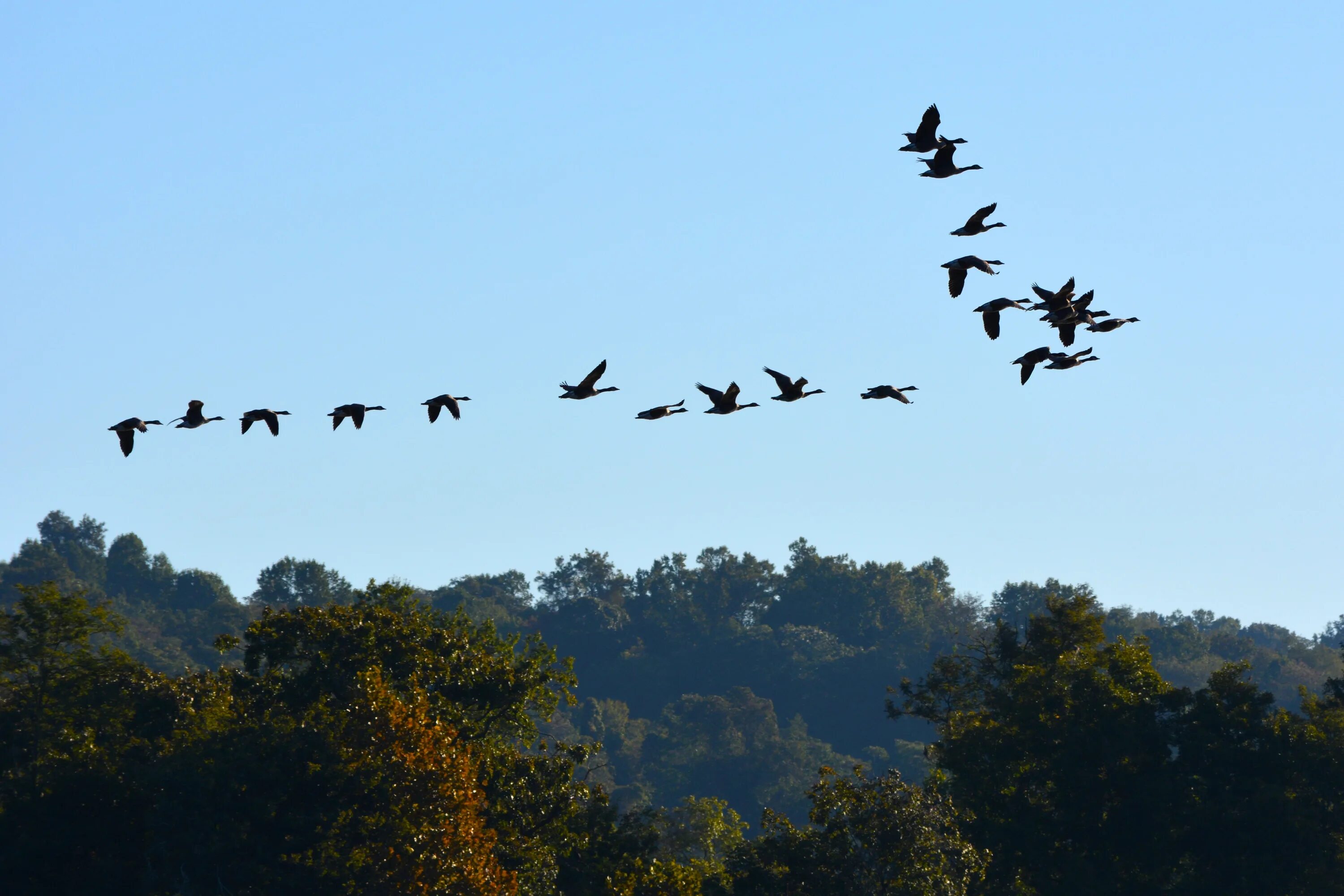 Косяк журавлей в небе фото Sky Flight Bird Geological free image download
