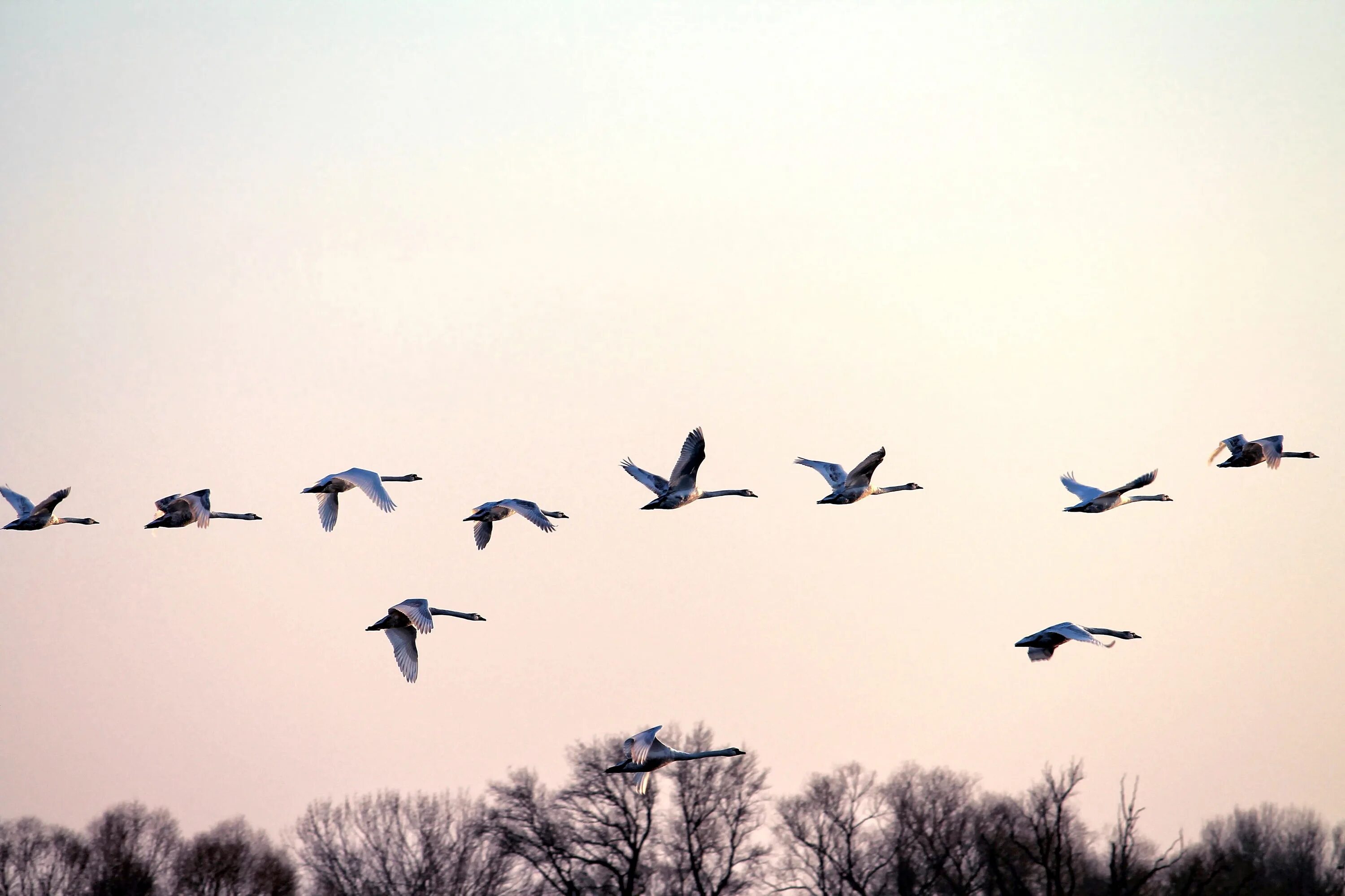 Косяк журавлей в небе фото Free Images : wing, sky, flock, fly, fauna, swans, water bird, evening sun, bird