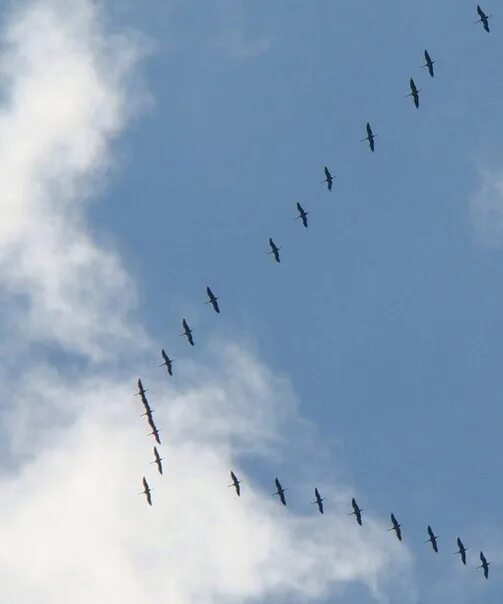 Косяк журавлей в небе фото wedge crane carried away by the cloud cold wind Elena Shmel'kova 2022 Прикоснове