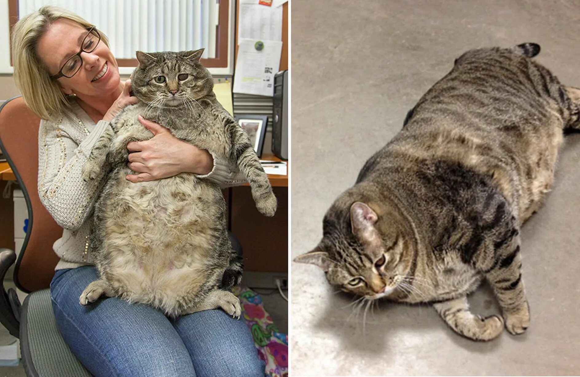Кот 17 кг фото 2.5 stone cat - Mirror Online