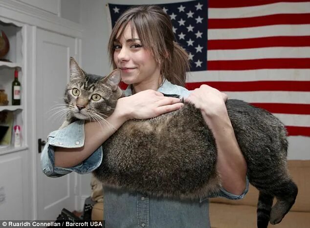 Кот 17 кг фото Catasaurus Rex: Meet Pickles the 21lbs cat Cat rescue, Cats, Huge cat