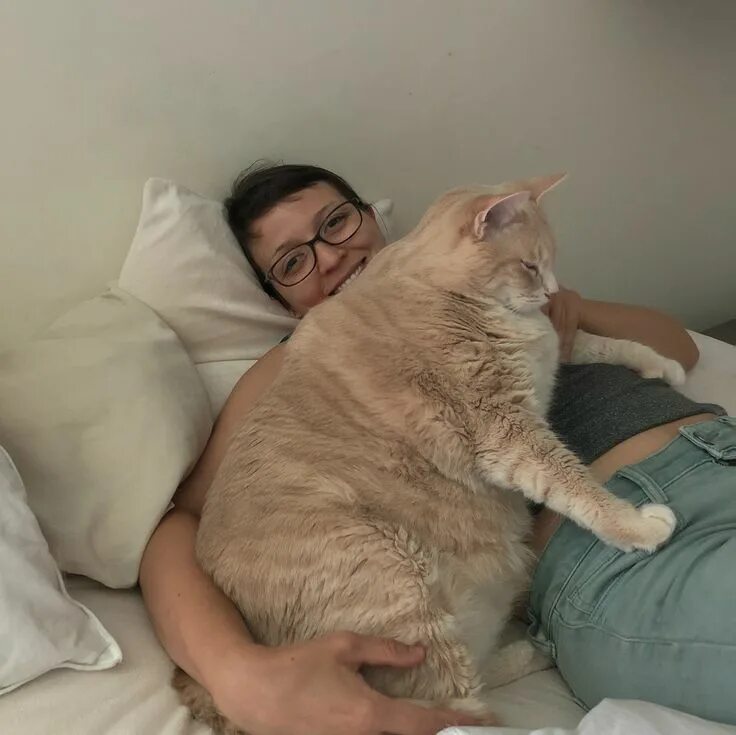 Кот 17 кг фото Bronson The 33-Pound Fat Cat Gets A New Home And A Diet - CatTime Cute fat cats,