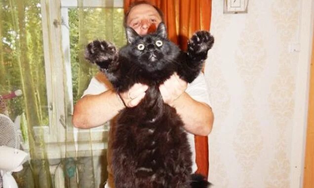 Кот 17 кг фото Five-year-old moggie Maximus tips the scales at 10kg
