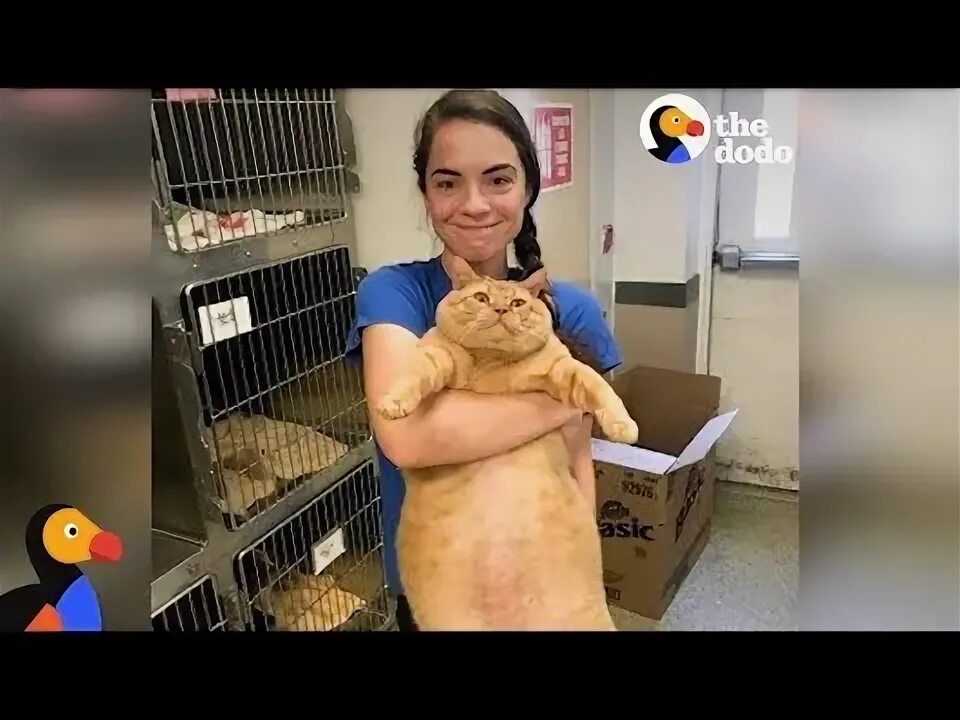 Кот 17 кг фото HUGE Cat Finds Perfect Family The Dodo - YouTube