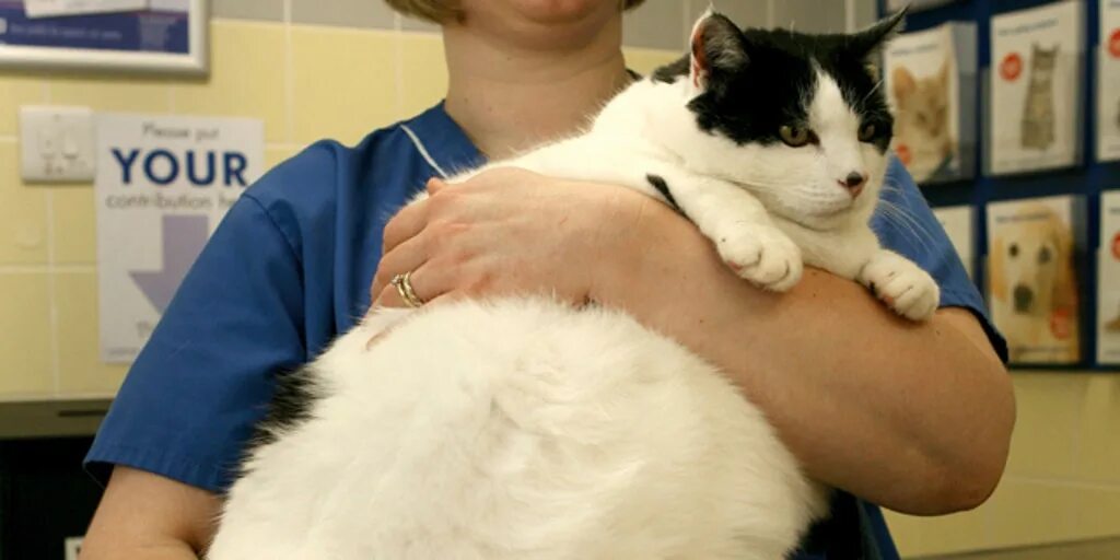 Кот 17 кг фото More Than Half of U.S. Pets Obese, Study Says Fox News