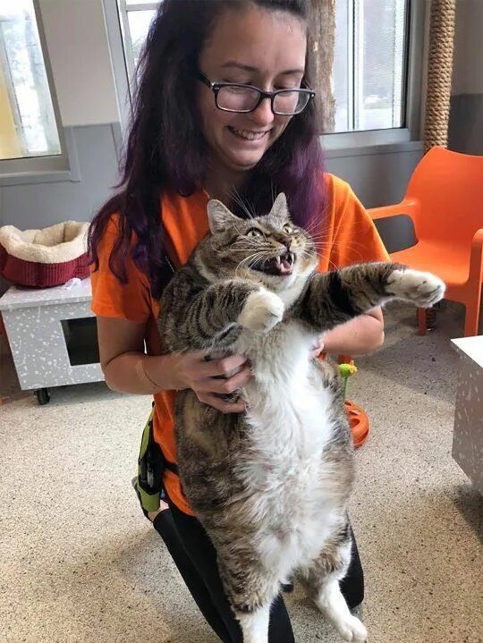 Кот 17 кг фото Chunky cat Doughnut finds loving home after owner is forced to give him away Cat