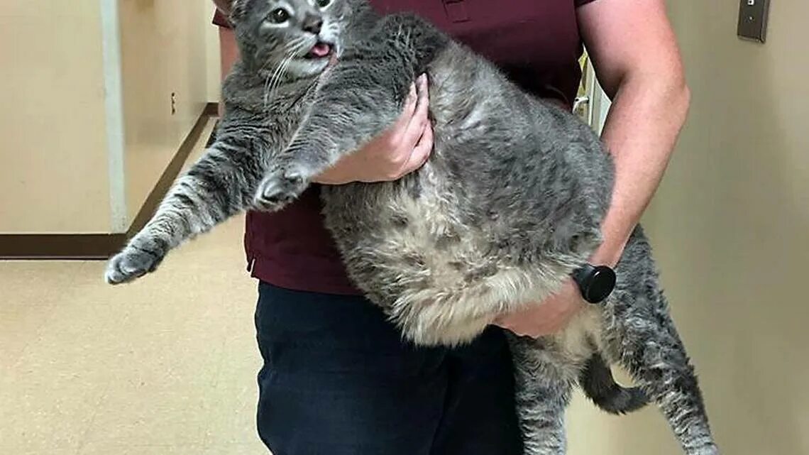 Кот 17 кг фото Mr. Handsome, the fat cat of Chatham County, adopted on Friday by Angela Frazee 