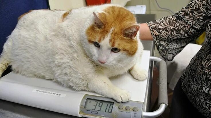 Кот 17 кг фото Yes, house cats are getting fatter - and it's all your fault CBC News Fat cats, 