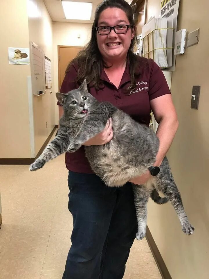 Кот 17 кг фото The Internet Is In Love With This Enormous 'Stray' Cat Named Mr. Handsome Cats, 