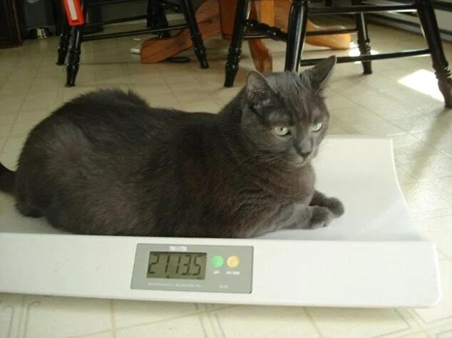 Кот 17 кг фото Tiny the formerly obese kitty loses HALF his body weight and finds a new home Da