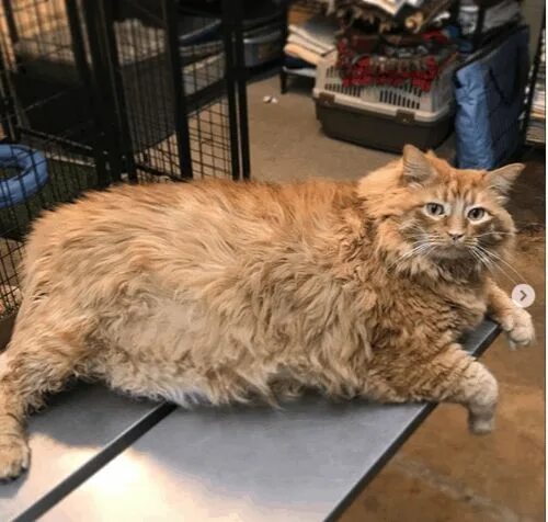 Кот 17 кг фото 35 LB Ginger Tabby Cat Named Bazooka Captivates The Internet Tabby cat names, Ta