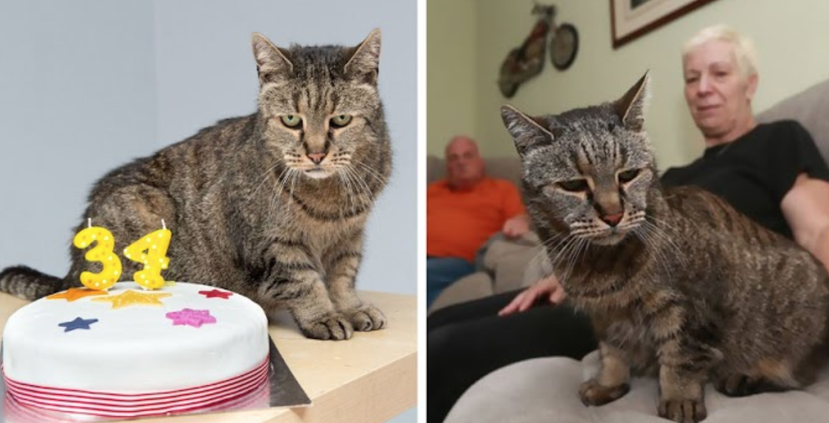 Кот 31 год фото Самые знаменитые кошки в мире. Эрудит с котами Дзен