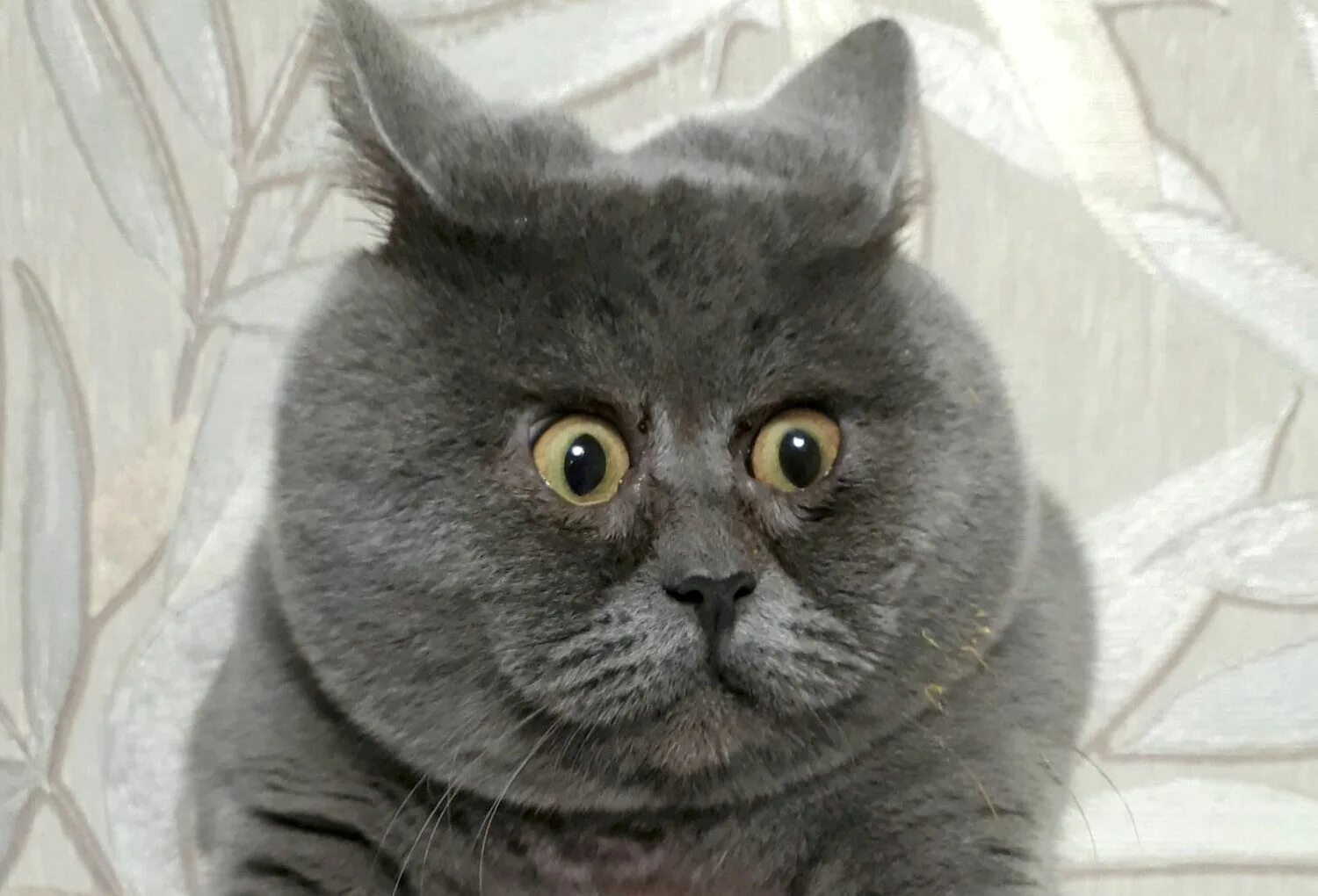 Кот 31 год фото Permanently Startled Rescue Cat Shocks Social Media with His Sweet, Expressive F