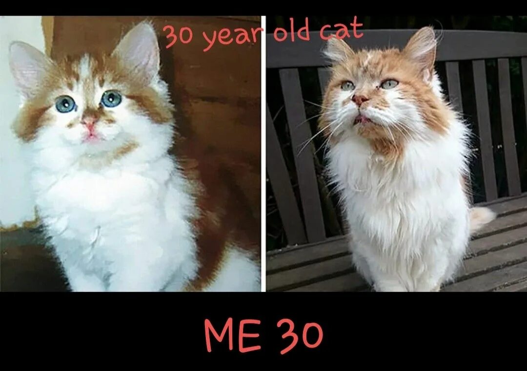 Кот 31 год фото 30 year old cat Cat love, Old cats, Cats