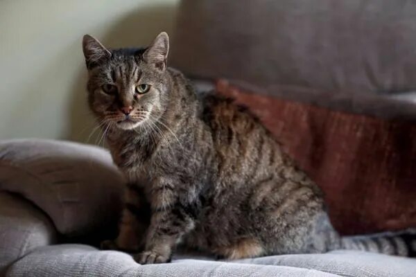 Кот 31 год фото Is 31-Year-Old Nutmeg The World's Oldest Cat? Old cats, Cats, Pets cats