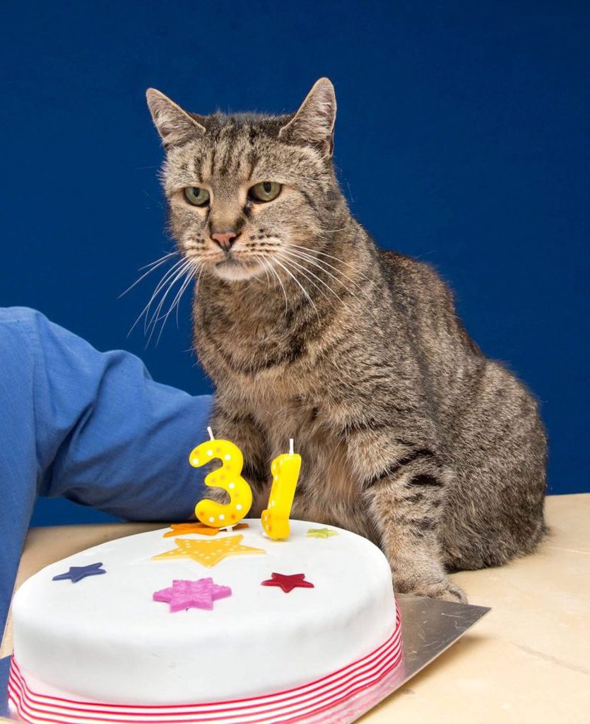 Кот 31 год фото Nutmeg the tabby becomes the world’s oldest cat at 31 and celebrates his birthda