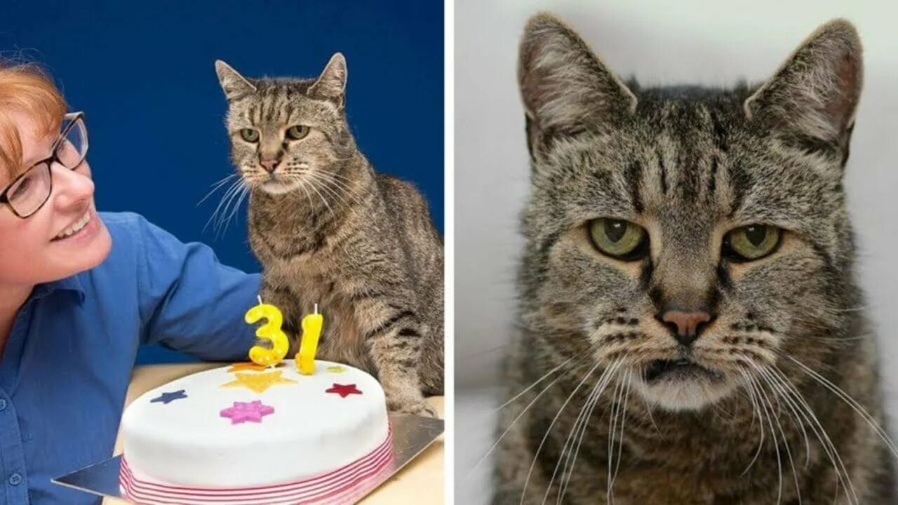 Кот 31 год фото Meet The Oldest Cat In The World Who Is 31 Years Old And Still Has Many Lives Le
