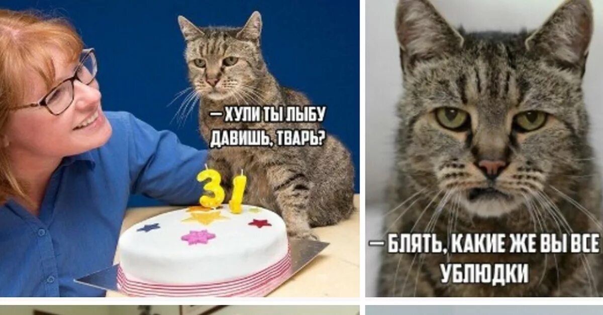 Кот 31 год фото Самый старый кот планеты отпраздновал свое 31-летие Пикабу