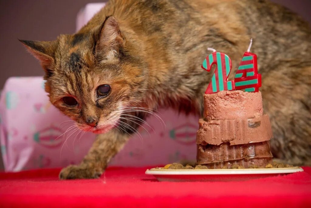 Кот 31 год фото Poppy Is Crowned World's Oldest Living Cat at Age 24