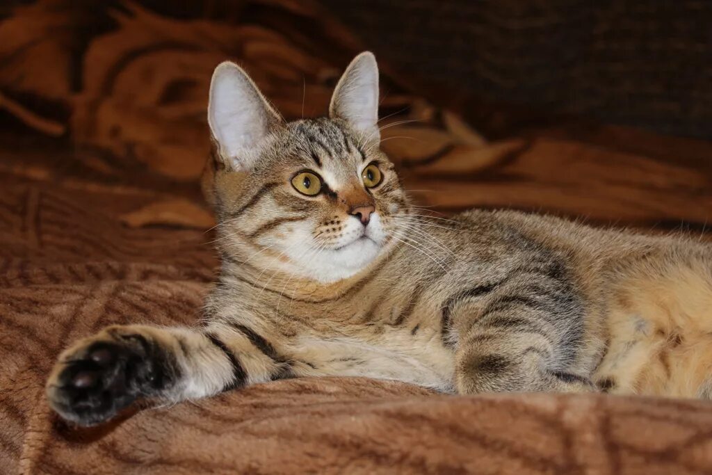 Кот 7 месяцев фото Котенок 7 месяцев