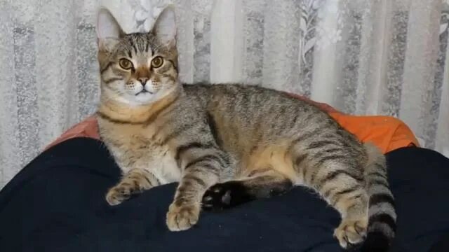 Кот 7 месяцев фото Будни кота Барсика - смотреть видео онлайн от "Поэтическая революция" в хорошем 