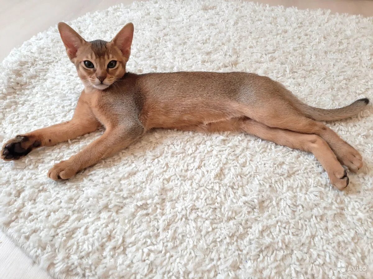 Кот абиссинец фото цена Абиссинская кошка фавн - картинки и фото koshka.top