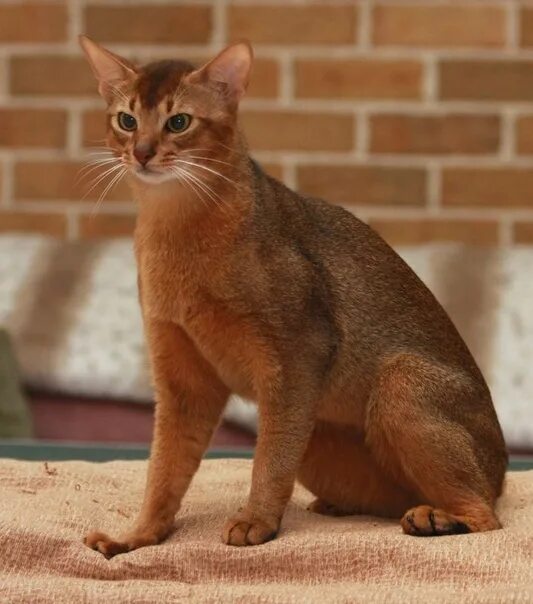 Кот абиссинец фото цена Абиссинский Кот Европейский Тип
