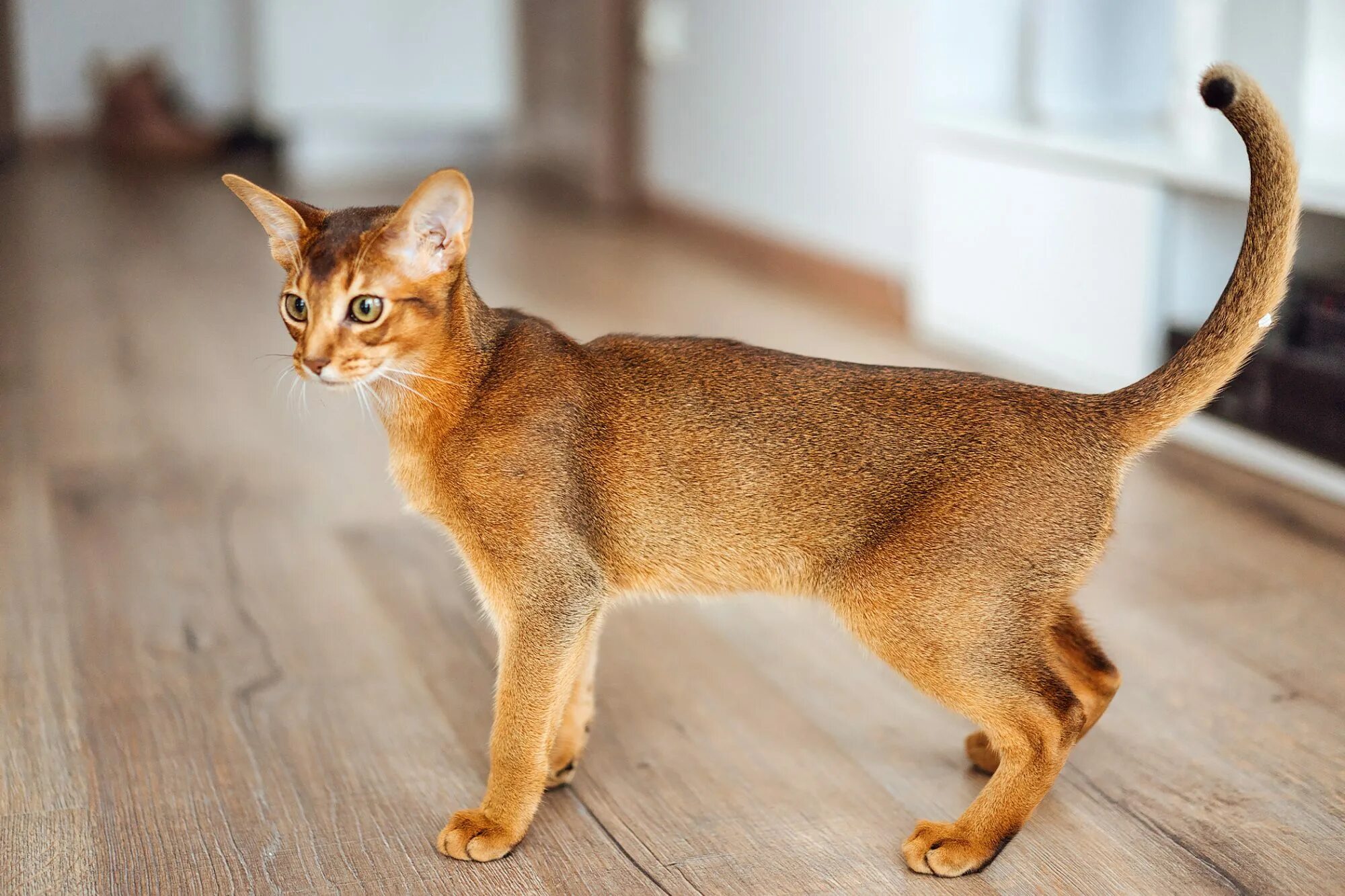 Кот абиссинец фото цена Abyssinian.jpeg - MadSid/Fast-L2 at 538c20186528be9eae626ac6b53919c15dc3bade