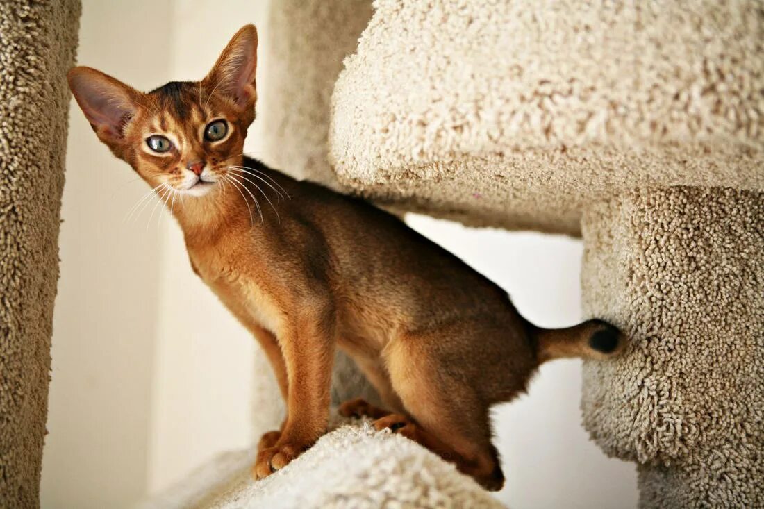 Кот абиссинец фото цена Абиссинская кошка
