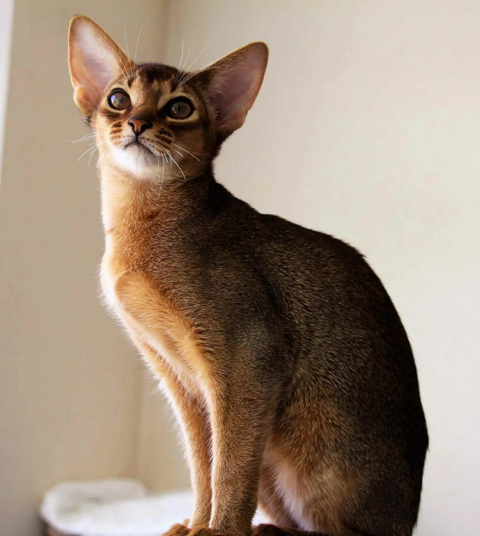 Кот абиссинец фото цена Абиссинская кошечка - картинки и фото koshka.top