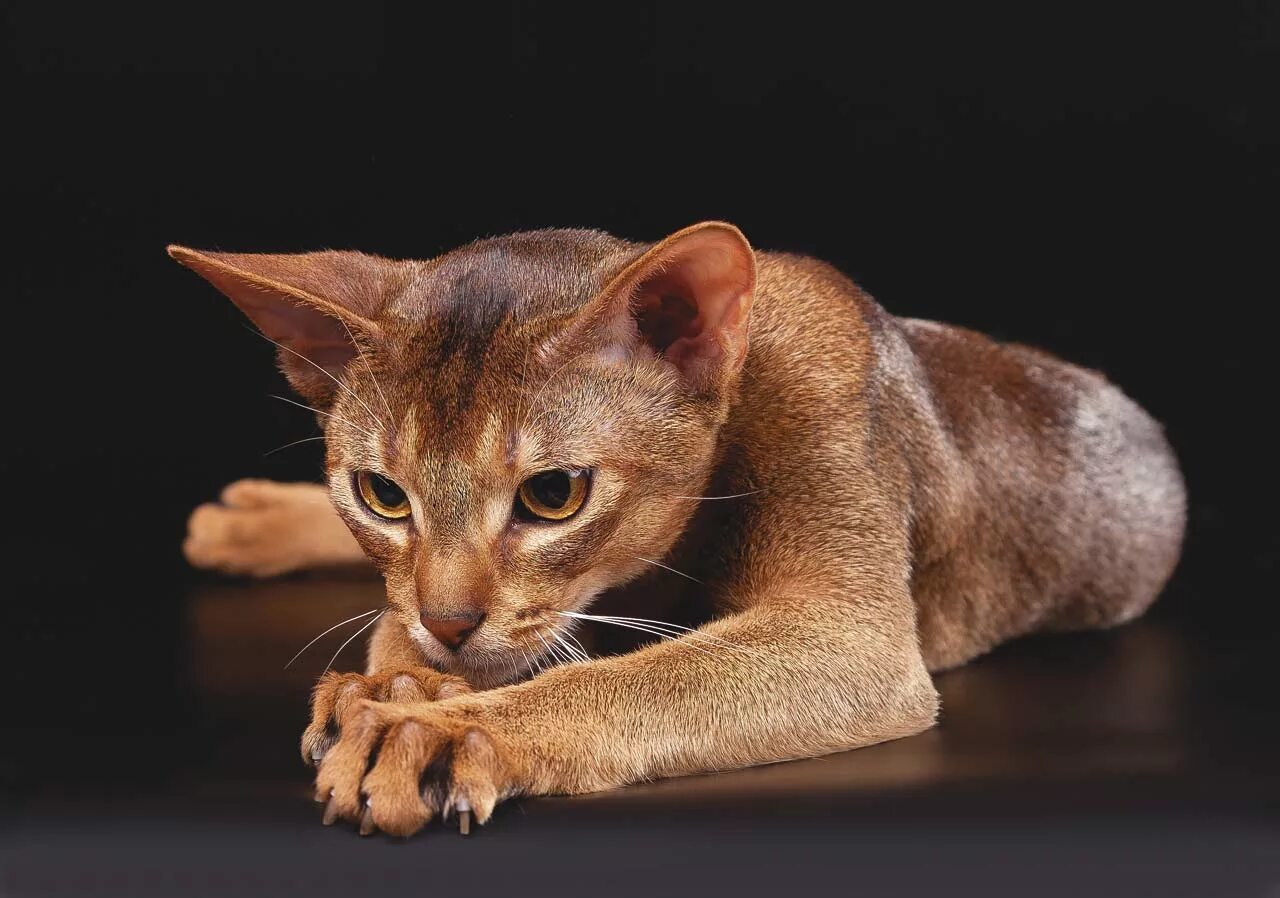 Кот абиссинец фото цена Характер и поведение абиссинской кошки - For-pet