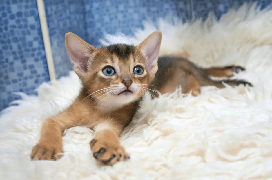 Кот абиссинец фото цена Абиссинская кошка: стандарты, уход, цены и фото