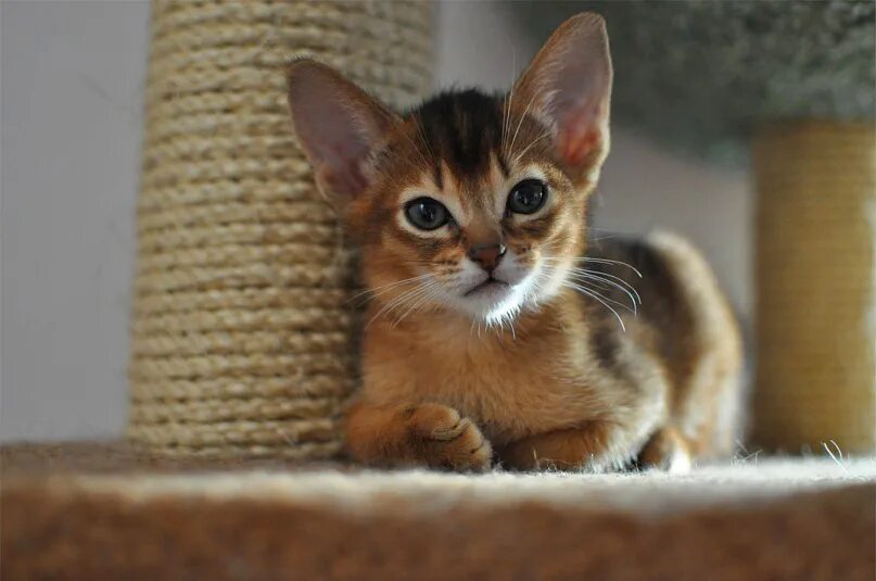 Кот абиссинец фото цена Абиссинские котята в Санкт-Петербурге AbyMania cattery - kittens