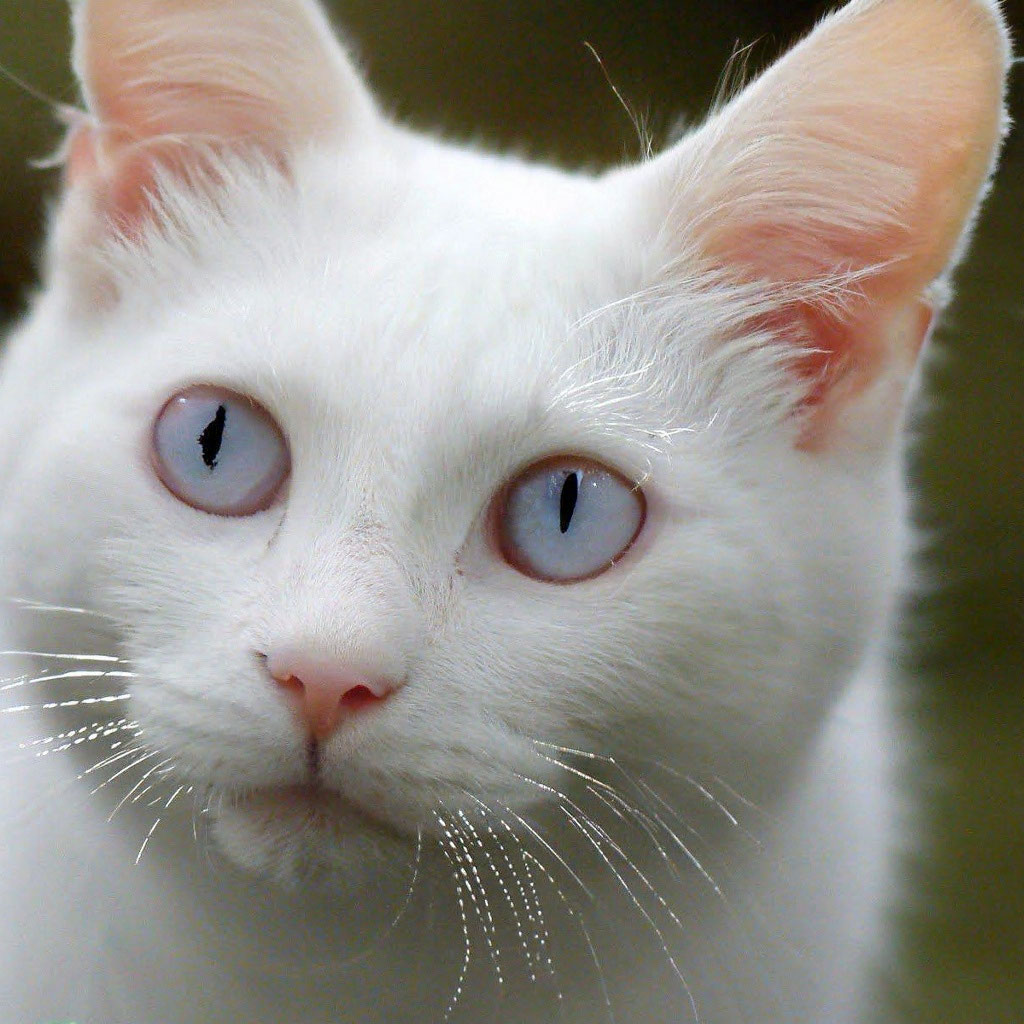 Кот альбинос фото "Albino cat" - image created in Shedevrum