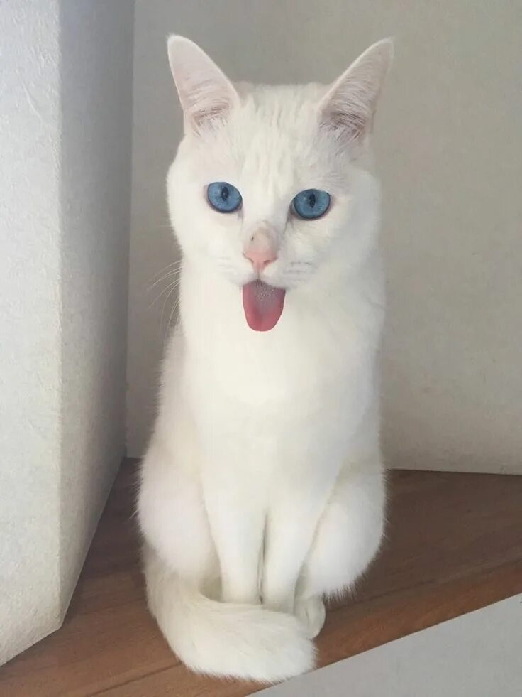 Кот альбинос фото Cats Are Not From This Planet and These Pictures Are Proof White cats, Albino ca