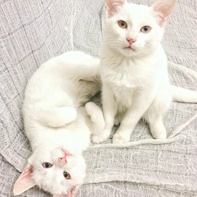 Кот альбинос фото Айрис и Эбесс - ЯПлакалъ