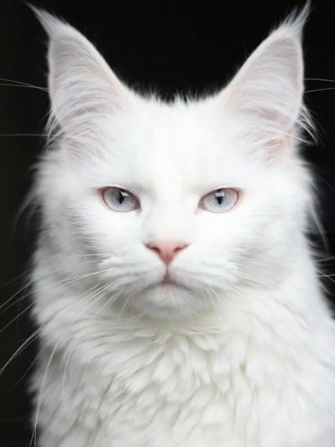 Кот альбинос фото Pin by Chandra Hingston on Felinos in 2020 Cute cats, Beautiful cats, White cats