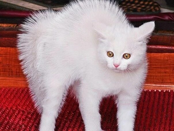 Кот альбинос фото Динозаврик))) Милые котики, Кот и Животные