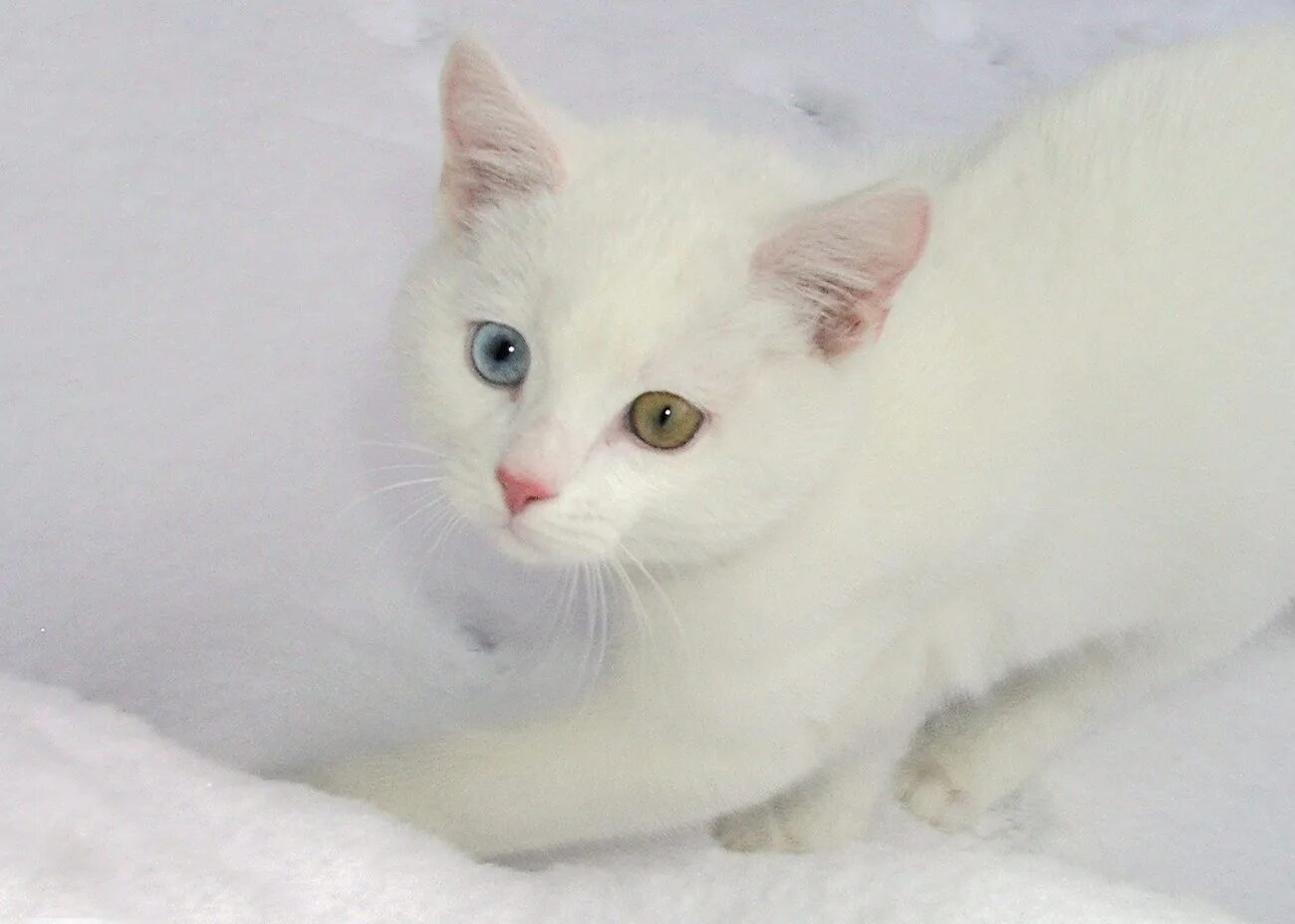 Кот альбинос фото Котенок альбинос