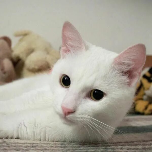 Кот альбинос фото Caring For a White Cat - Not Albino White cat breeds, Cats, Albino cat