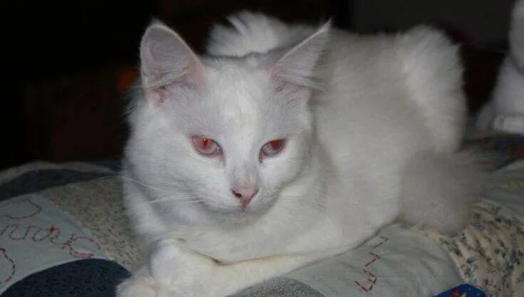 Кот альбинос фото Белая кошка с голубыми глазами:все породы и много фото Albino cat, Ugly cat, Cat